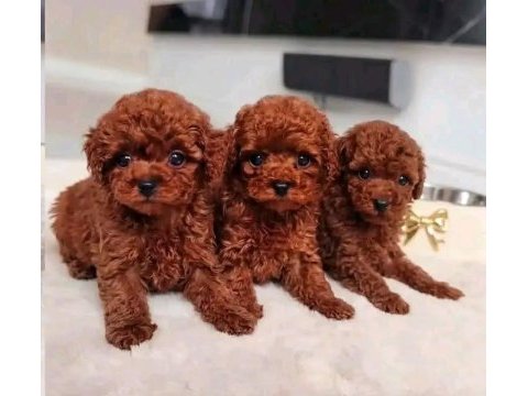 A kalite toy poodle bebek