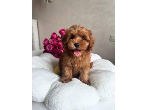 Maltipoo red yavrumuz