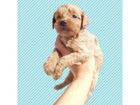 Maltipoo brown antalya