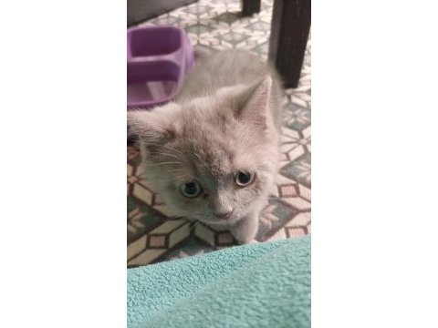 Yavru 2 aylık british shorthair