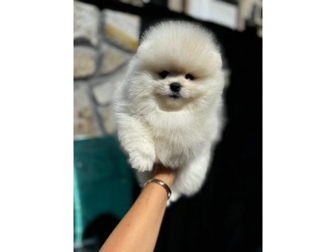 Yasal çiftlikte ziyarete açık pomeranian boo