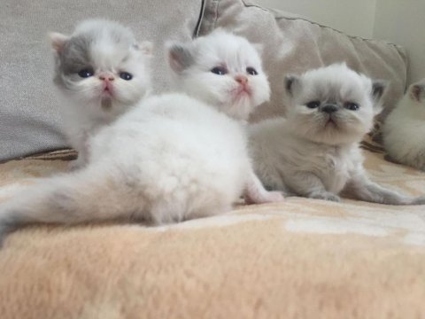 Exotic shorthair bebeklerimiz