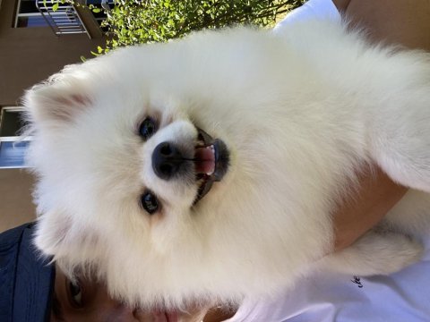Beyaz pomeranian dişimiz 7 aylık soy ağacı mevcut