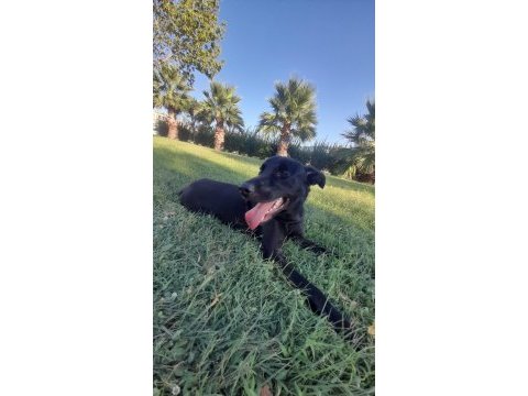 Oyuncu hareketli kalıcı yuvasını arıyoruz labrador