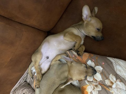 0 numara minyatür pinscher