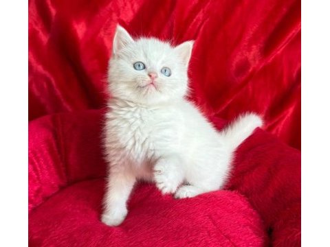 British shorthair scottish fold dişi erkek yavrular