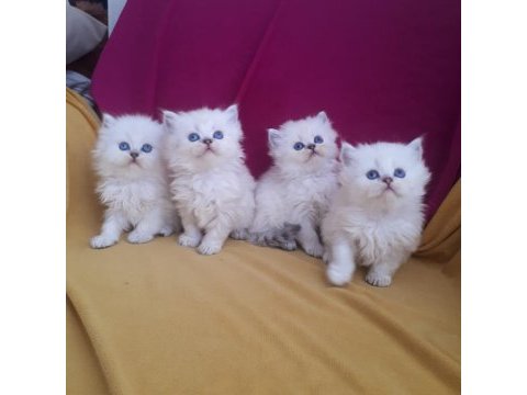 British longhair mavi gözlü