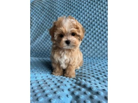 Korean maltipoo ırk garantili
