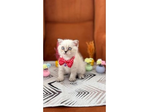 A kalite british shorthair yavrular
