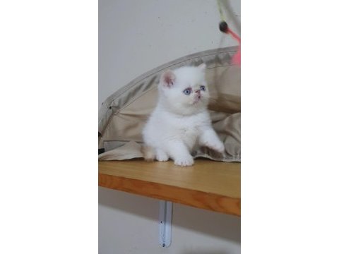 Exotic shorthair minnoşlar