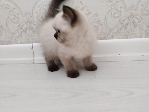 Brıtısh blue poınt 2 aylık yuva arıyoruz