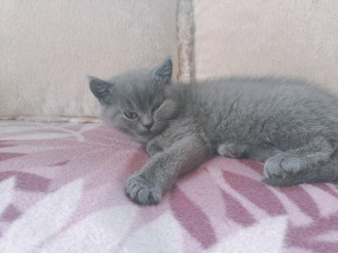 3 aylık british shorthair kedim anne baba bana aittir