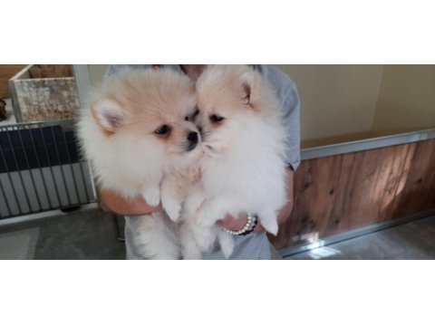 Irk garantili pomeranian