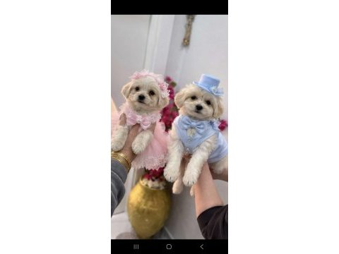 Maltipoo yavrum 55 günlük