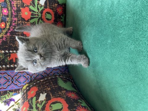 Gri ayı kafa yavru british shorthair