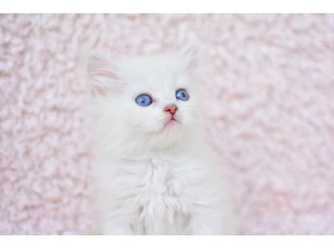 Ayı surat ns1133 british longhair