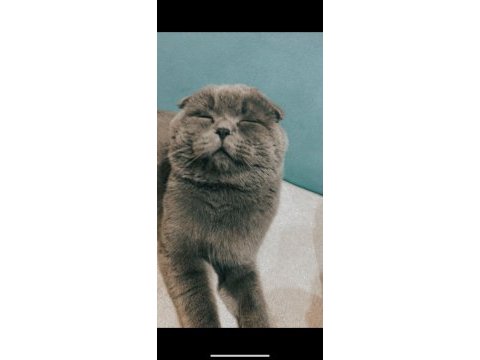 2 yaşında güzel ırk damızlık scottish fold