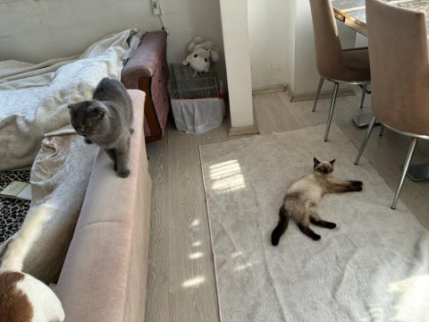Erkek scottish fold