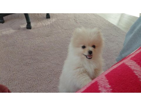 Pomeranian bebiş