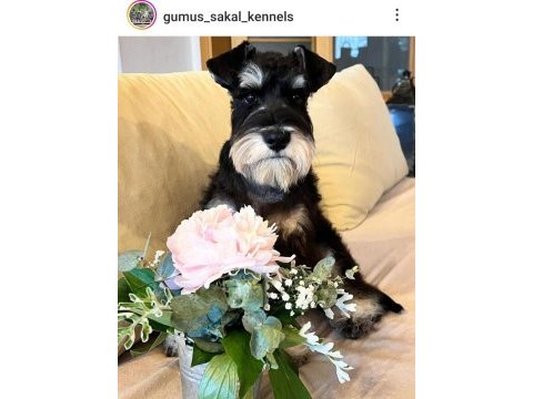 Fcı pedigreeli miniature schnauzer yavrusu