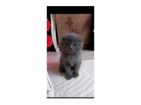 Koca kafa scottish fold yavrularımız