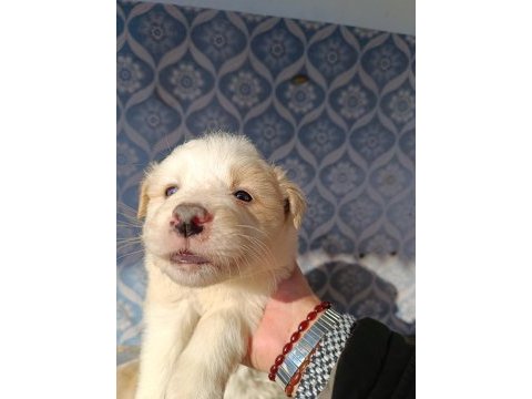 Border collie yavrular teslime hazır