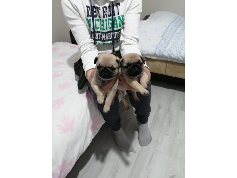 Muhteşem pug mops bebeklerimiz