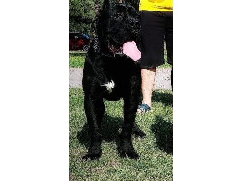 A şecereli şampiyon kan hattı cane corso