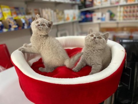 Biblo güzelliğinde  british shorthair yavrular