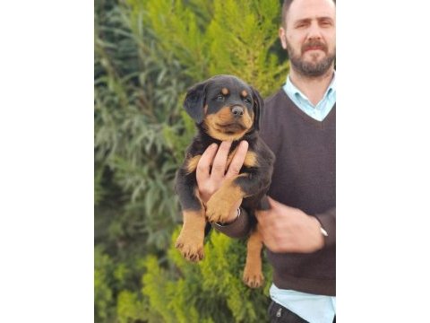 Koca kafa rottweiler yavrularımız