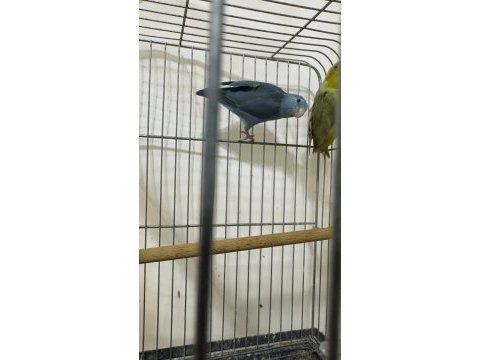 Yavru forpus papağanları
