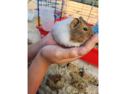 Çocuklara alışkın ginepig sahiplen