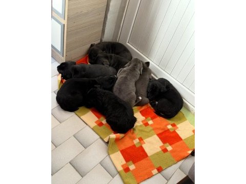 Dev anne baba dan dev cane corso yavrular