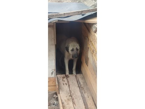 Anadolu çoban köpeği yavruları