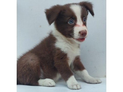 Kahverengi beyaz border collie yavru