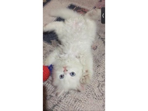 Persian 2 aylık yavru