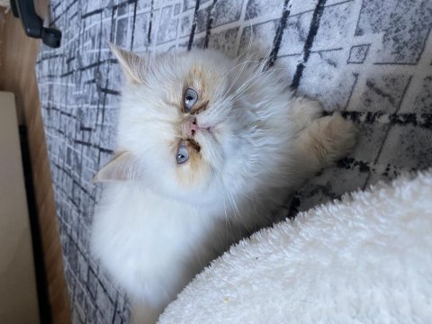 Güzelleri güzeli iran kedisi yavru