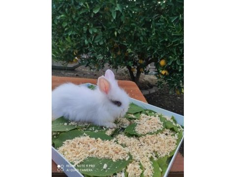 Hollanda teddy lop tavşanı yavrular