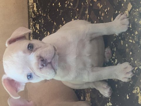İzmirden newshade taşıyıcı french bulldog yavrularımız