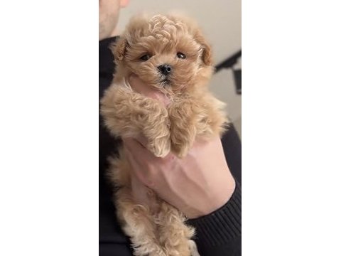 Maltipoo safkan köpeğimiz