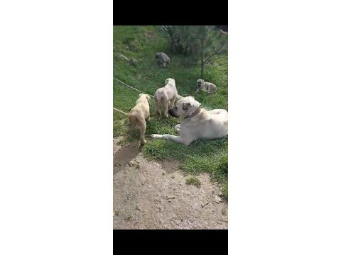 Irk ve sağlık garanti kangal yavrularımız