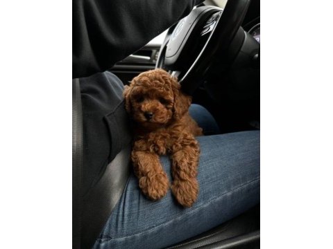 Toy poodle yavrusu köpeğimiz