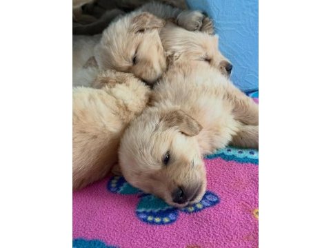 Golden retriever dişi erkek mevcut