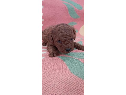 Toy poodle bebeklerimiz