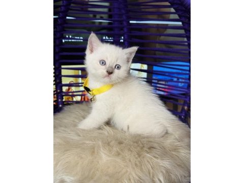 British shorthair bluepoint dişi erkek yavrular