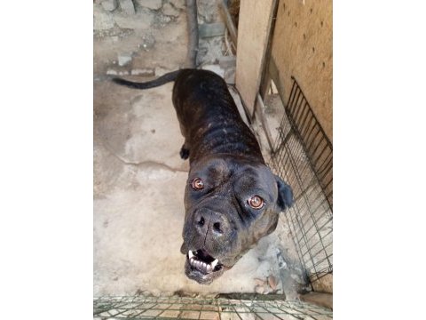 Dişi cane corso