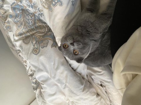 Scottish fold 5 aylık