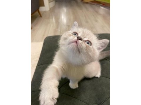 Scottish fold yavrular