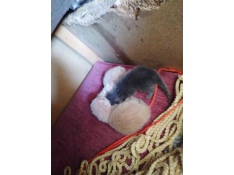 İlk ailesi siz olun british shorthair