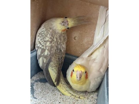 Kuluçka makinesi gibi garantili takım sultan papağanı
